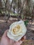 White rose flower held with zoom angle