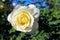 White rose flower at Inez Grant Parker Memorial Rose Garden