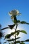 White rose flower at Inez Grant Parker Memorial Rose Garden