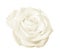 White rose flower isolated