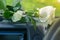 White rose flower lies on the dashboard inside the car