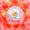 A white rose flower on red  floral background.  Rose petals around the flower.  Flower in curls of smoke.