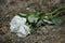 White rose flower on the rocks of Ribeira beach as an offering to Iemanja