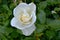 White Rose Flower Swirl 01