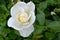 White Rose Flower Swirl 02