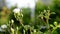 White rose flowers blowing in the wind.