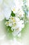 White rose flowers brurry border