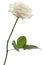 White rose in front of white background