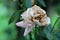 White rose with fully open withering petals surrounded with dark green leaves in local garden