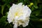 White rose in the garden in Giverny, Normandy, France