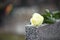 White rose on grey granite tombstone, space for text. Funeral ceremony