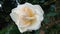 White Rose image, Rose is the king of flowers. Â· Its petals are very beautiful. Â· The aroma of the rose pleases the mind.