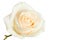 White rose isolated