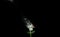 White rose isolated on black background. Flower falling into pieces. Art image