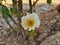 White rose just bloomed and welcoming life