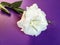 A white rose lies on a violet background