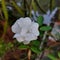 White rose with a little rain drop