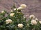 White rose in the Moroccan mountains