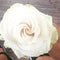 White rose natural beauty flowers