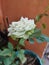 White rose and natural green leaf on the garden