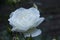 White rose in nature, wedding rose