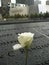 White Rose in Nine Eleven Memorial