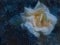 White rose in outer space. Delicate romantic flower among the stars and dark sky. Constellation of the rose. Postcard