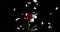 white rose petals fall on a lonely standing red rose on a black background