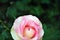 White rose with pink center blooming bud on green bush, petals close up detail, soft blurry bokeh