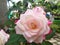 White rose with pink Texture Hybrid and jagged green leaves on the edge of the leaf and have thorns on the trunk