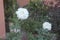 White Rose -Prairie Rose