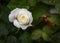 The white rose after the rain looks even more elegant.