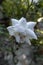 White rose with rays of light. Rosa alba