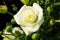 White rose on a rosebush