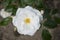 White rose in rosengarden