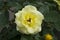 White rose in rosengarden