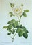 White Rose Semiplena Rosa alba Regalis Rosier Blanc Royal Illustration Roses Prints Flower Floral Sketch Nature Flower Drawing 