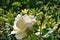 White rose in the Siberian garden
