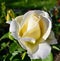 White rose in the Siberian garden