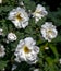 White rose spinosissima