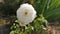 A white rose sways in the wind. Close-up of a flower in a flower bed in warm sunlight