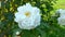 A white rose sways in the wind in the garden on a clear day.