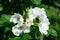 White Rose variety Parsla flowering in a garden