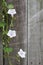 A white rose vine plant background