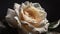 White Rose with Water Droplets, Made with Generative AI