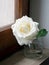 White rose on window sill in glass jar.