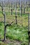 White and rose wine production on Dutch vineyards, rows of grape plants in spring, Zeeland, Netherlands