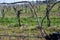 White and rose wine production on Dutch vineyards, rows of grape plants in spring, Zeeland, Netherlands