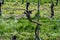 White and rose wine production on Dutch vineyards, rows of grape plants in spring, Zeeland, Netherlands