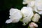 White rosebuds after rain